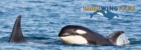 Save 50% Off a Whale Watching Day Tour with Eagle Wing Tours in Victoria! ?>