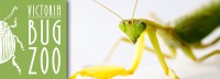 Save 50% off Admission for Two Adults or a Family at the Victoria Bug Zoo! ?>