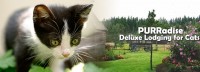Save 50% on Your First 2-Night Stay in a Regular Condo at PURRadise Lodge, Deluxe Lodging for Cats in Nanaimo! ?>