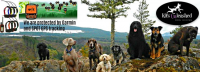 Save 40% on a 2-hour Off-Leash Adventure Hike with K9's Unleashed Dog Hiking in Nanaimo! Includes Pick Up & Drop-off! ?>