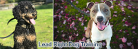 Save up to 50% on Private Dog Training, Behavioural Consultations, or Off-Leash Basics with <br>Lead Right Dog Training in Nanaimo! ?>