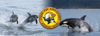 Save 45% on a 4-hour Wildlife Tour featuring Whale Watching @ Eagle Eye Adventures in Campbell River! Summer 2021! ?>